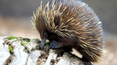 Jakie zwierzę miało swoją nazwę na cześć mitycznego potwora?